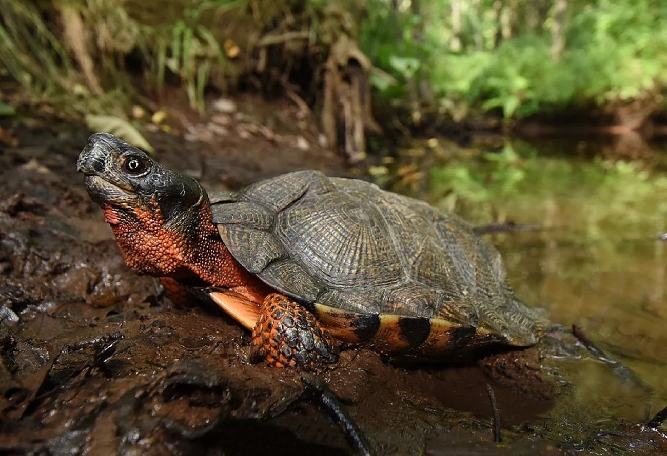 Female wood turtles come into terrestrial habitats to lay eggs in late May and June, and are often seen crossing roadways around that time. The wood turtle is just one species for which Dennis will survey. In the State of Connecticut, the wood turtle is a Female wood turtles come into terrestrial habitats to lay eggs in late May and June, and are often seen crossing roadways around that time. The wood turtle is just one species for which Dennis will survey. In the State of Connecticut, the wood turtle is a