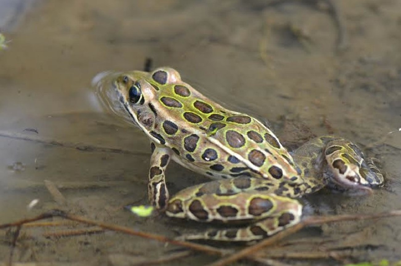 The Northern Leopard Frog is a medium-sized frog that is usually about 2-3 inches long and is a species of special concern in the state. They occur in open habitats often associated with floodplains of large river systems, such as along the Farmington. The Northern Leopard Frog is a medium-sized frog that is usually about 2-3 inches long and is a species of special concern in the state. They occur in open habitats often associated with floodplains of large river systems, such as along the Farmington.