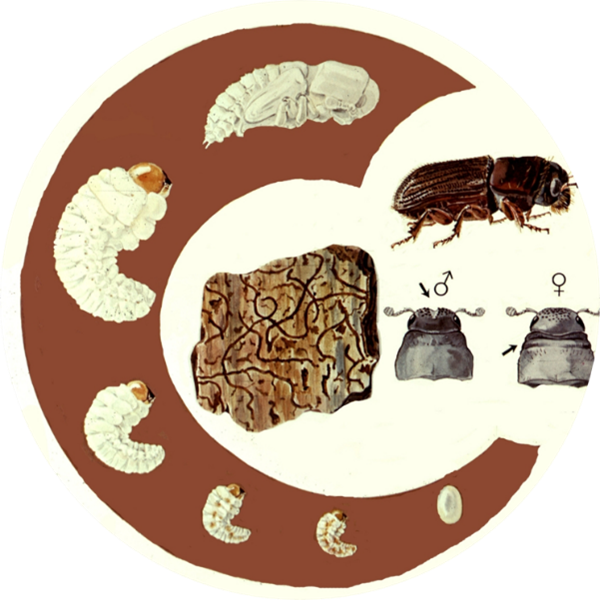 Life cycle of the southern pine beetle The life cycle of the southern pine beetle from egg, larva, to adult is shown in a circle. The galleries, as well as the differences on the heads of male vs female southern pine beetles, is shown in the middle of the graphic.