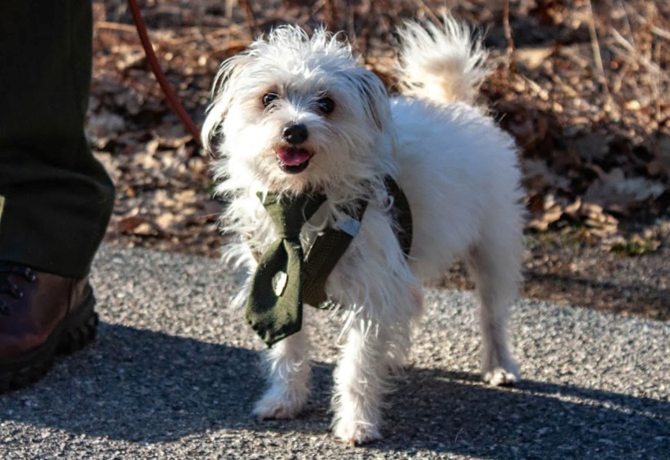 Dog on leash in Yosemite Valley