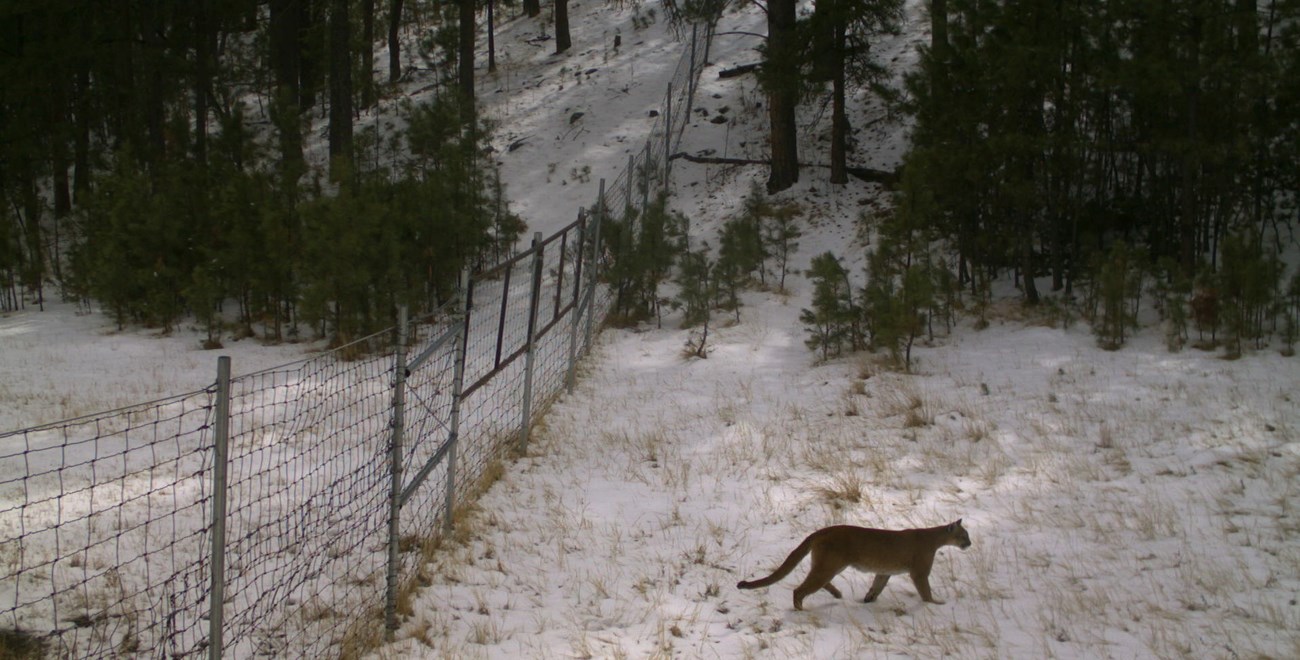 A mountain lion near the park fence a big brown cat with a long tail walking through the snow