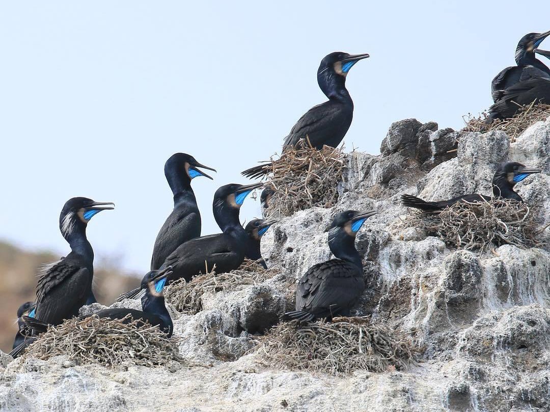 A colony of black seabirds with bright blue chins sitting on a guano-covered rock near their nests.