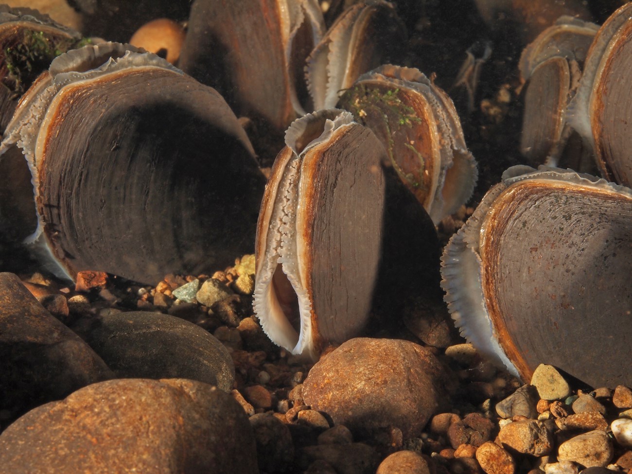 Oval-shapped mollusks resting on the streambed.
