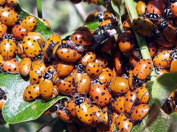 Cluster of small orange ladybug beetles with black spots on their backs, on vegetation.