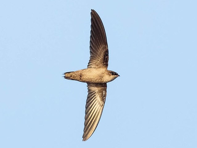 A small pale brown, cigar-shaped bird with narrow, pointed wings, in flight.