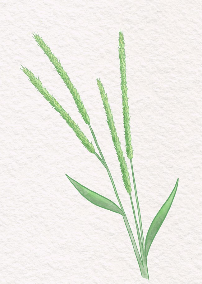 artist's drawing of a grass-like grain.