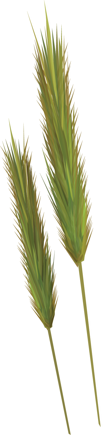 artist's drawing of seeds pods on top of a plant.