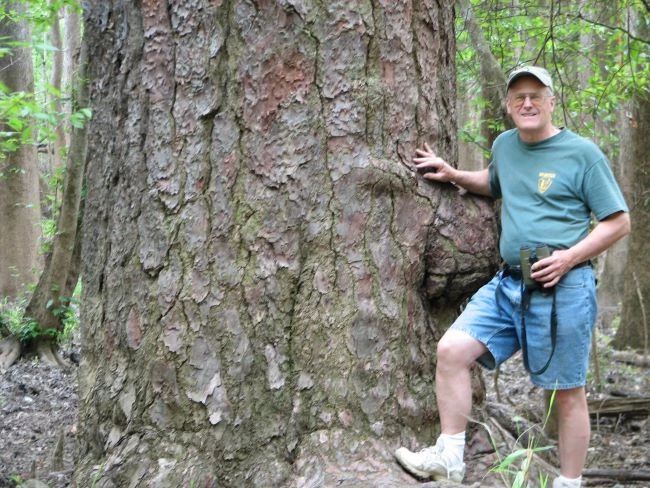 loblolly_congaree A man stands to the right of a very wide tree trunk.