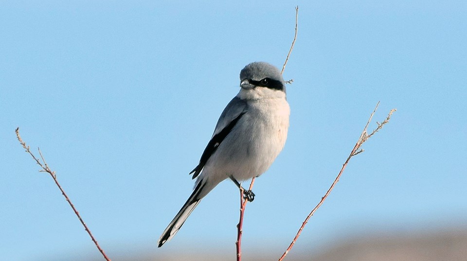A small, white-breasted bird with a gray head and back, black eye band, and black tipped wings perched on the top of a very thin branch.