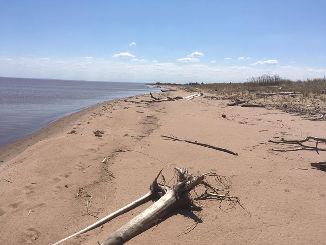 Driftwood and animal tracks on sand beach next o blue water.