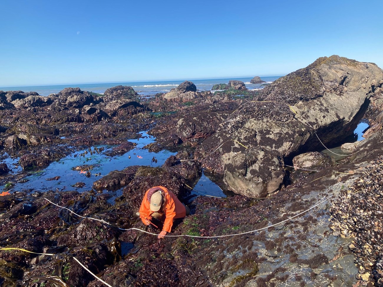 Researcher leans over an extended measuring tape on the ground to document intertidal organisms.