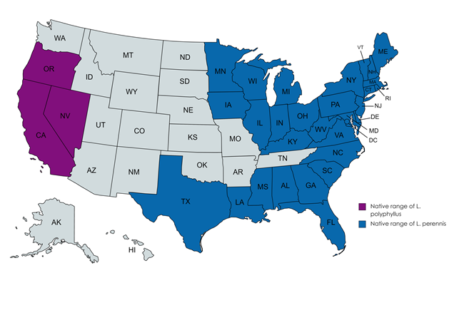 ranges of two lupine species