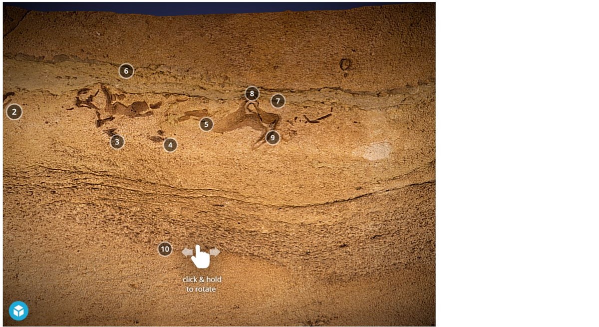 screen capture of 3D model viewer showing fossils in a cave wall