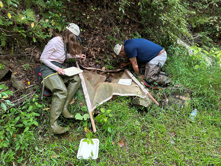 Two people search a net laid against the grassy bank of a creek in a green forest
