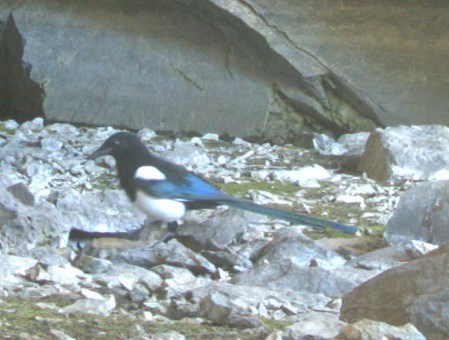 Magpie standing on rocks in a cave entrance.