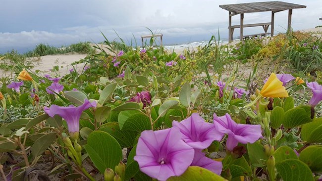 Purple and yellow flowers grow amongst green vegetation on a sandy beach.  Cloudy skies are seen overhead and wooden structures dot the landscape.