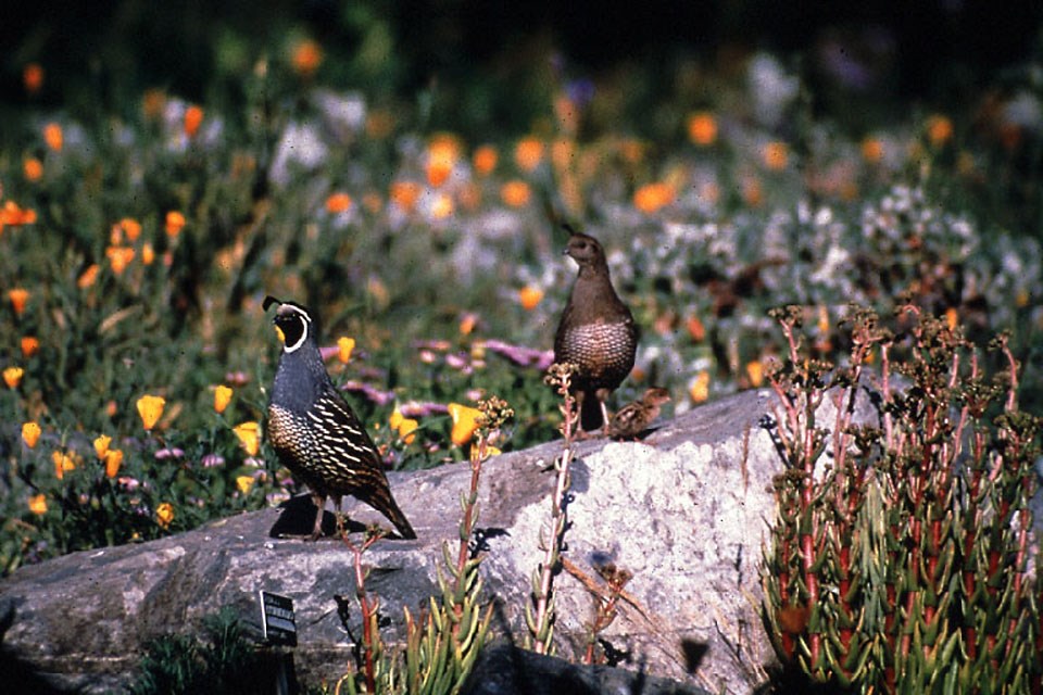 Two large quail with different coloration and decorative head feathers, and their small chick standing on a rock.