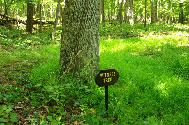 Witness Tree Sign in front of Manassas Witness Tree