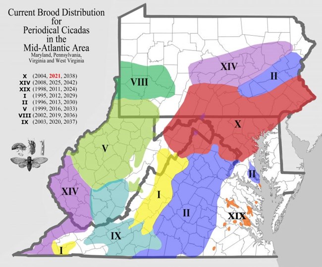 Midatlantic map showing locations of 8 different periodical cicada broods including Brood X