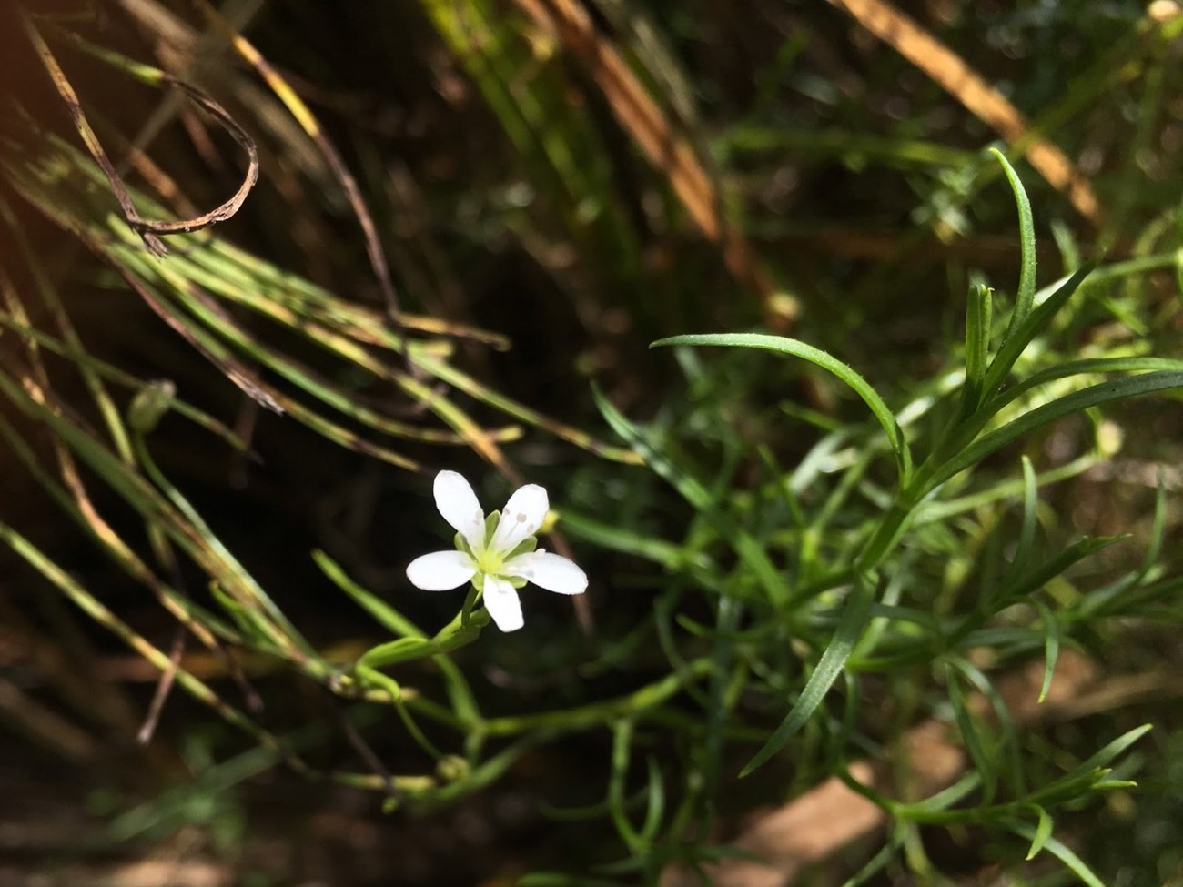 Marsh sandwort flower A small flower with five white petals and narrow leaves.