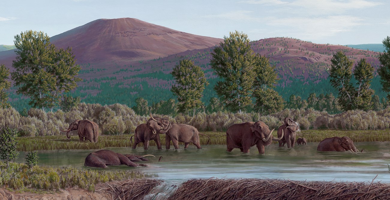 A painting shows a group of several tusked mastodons, similar to modern elephants, bathing in a body of water. Behind them are forest and volcanic mountains.