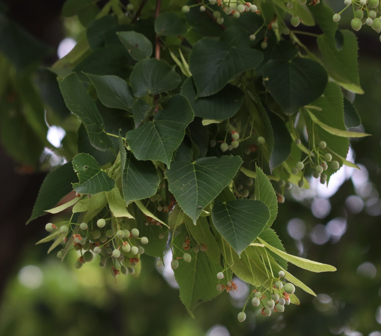 american linden tree leaves