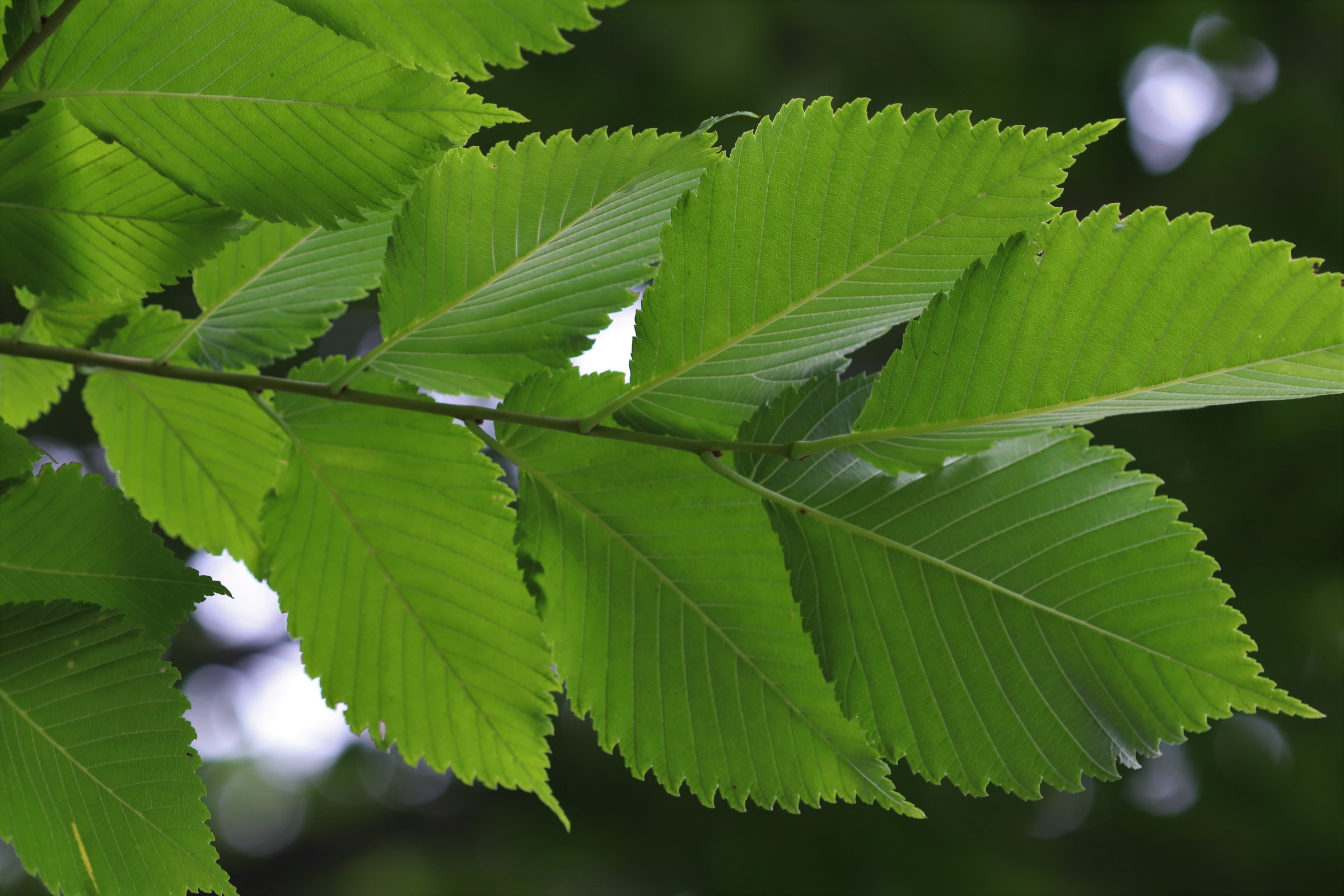 American Elm (U.S. National Park Service)