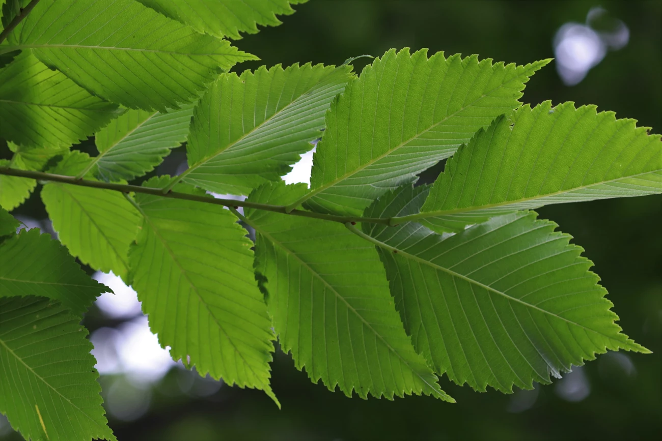 mature leaves underside underside of serrated and tapered bright green leaves