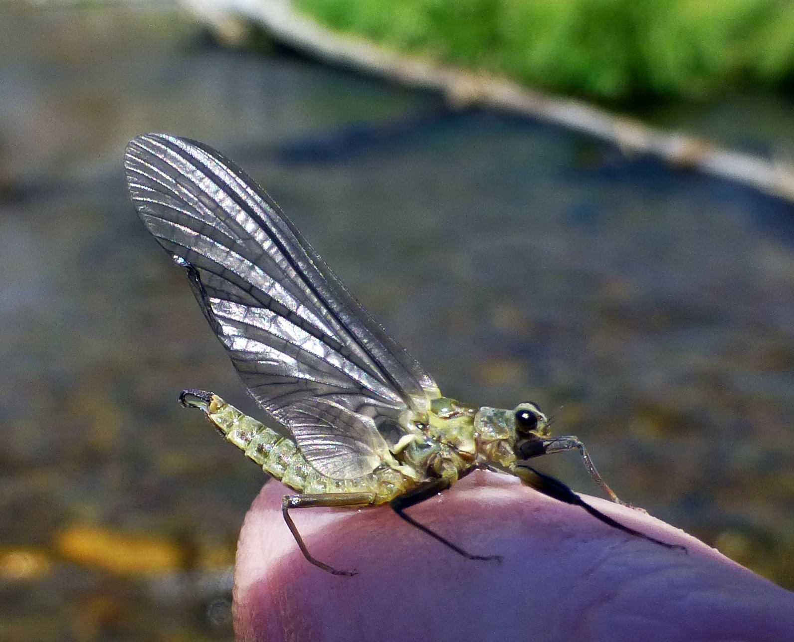 mayfly_adult Greenish bug with graceful, upright wings and 6 legs, perched on a human hand.