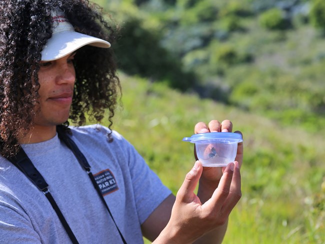 Ivan observing a butterfly Translocation crewmember holding a butterfly in a small, clear plastic container.