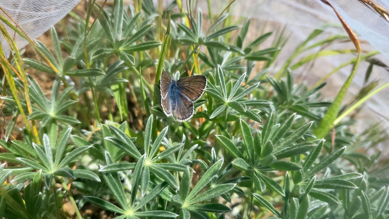 Female Mission blue butterfly Small blue and copper-colored butterfly beneath a white net, perched on a silver lupine plant.