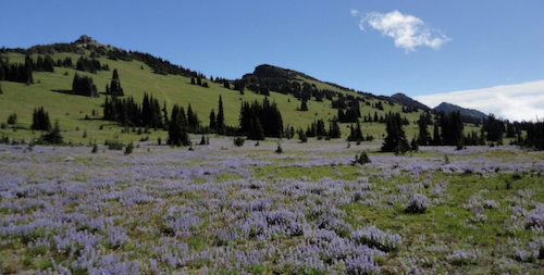 Purple-blue wildflowers fill a meadow along a mountain ridge.