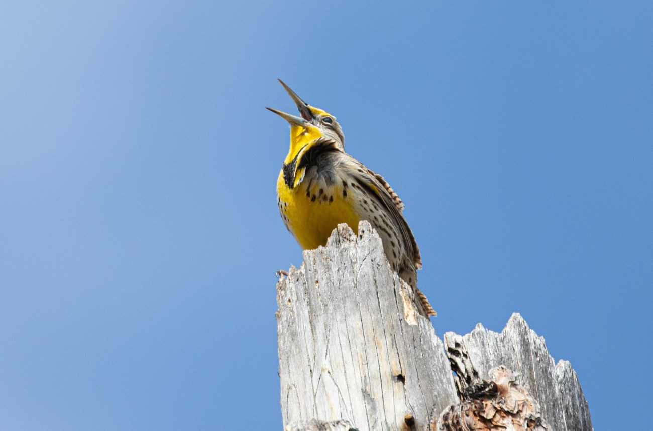 Discover 11 Beautiful Yellow and Black Birds - AZ Animals