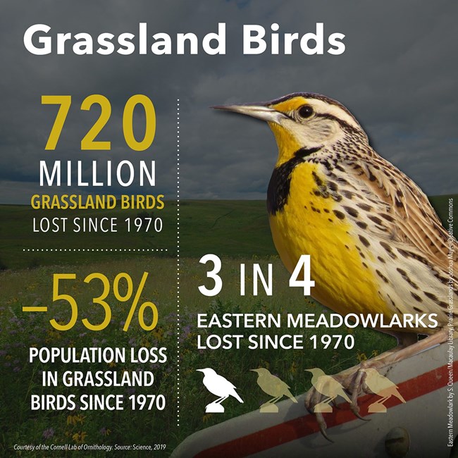Eastern meadowlark perched in front of grassland with statistics for grassland bird losses typed across image