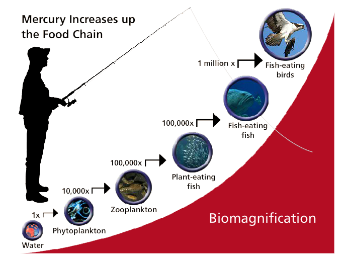 A graph demonstrating biomagnification. It shows how mercury exponentially increases as it travels from water, to plankton, to fish, to fish-eating birds, with accompanying images. To the left there is a graphic of a fisherman.