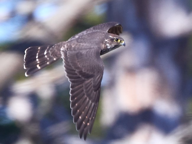 Small, dark falcon in flight with dark back and long, dark, thinly striped tail.