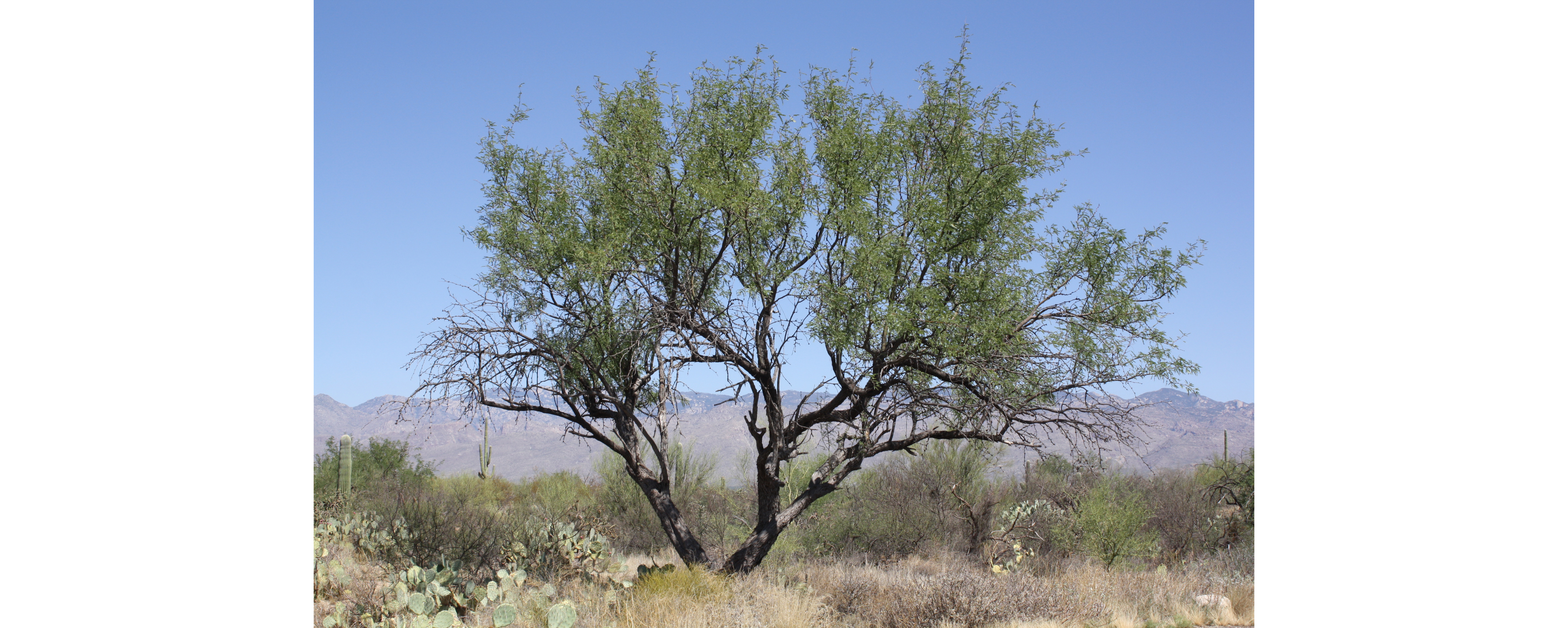 A tree with black bark about 12 feet tall, fanning out with skinny branches and slender leaves. A tree with black bark about 12 feet tall, fanning out with skinny branches and slender leaves.