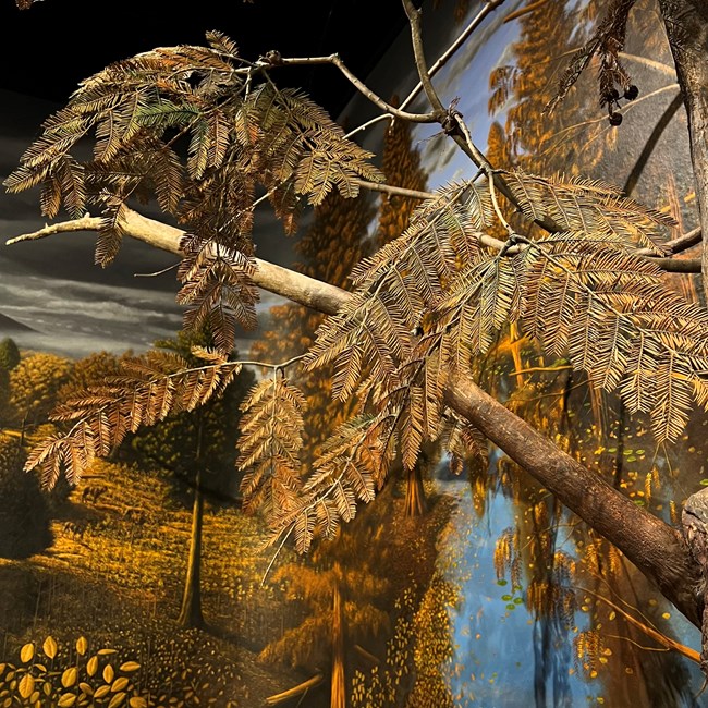 A pale brown branch protrudes from an exhibit wall with short pale brown and green needles at its ends.