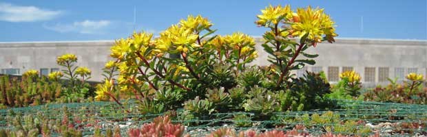 yellow plants on green roof