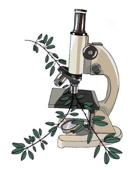 Look closer Illustration of a microscope and a plant