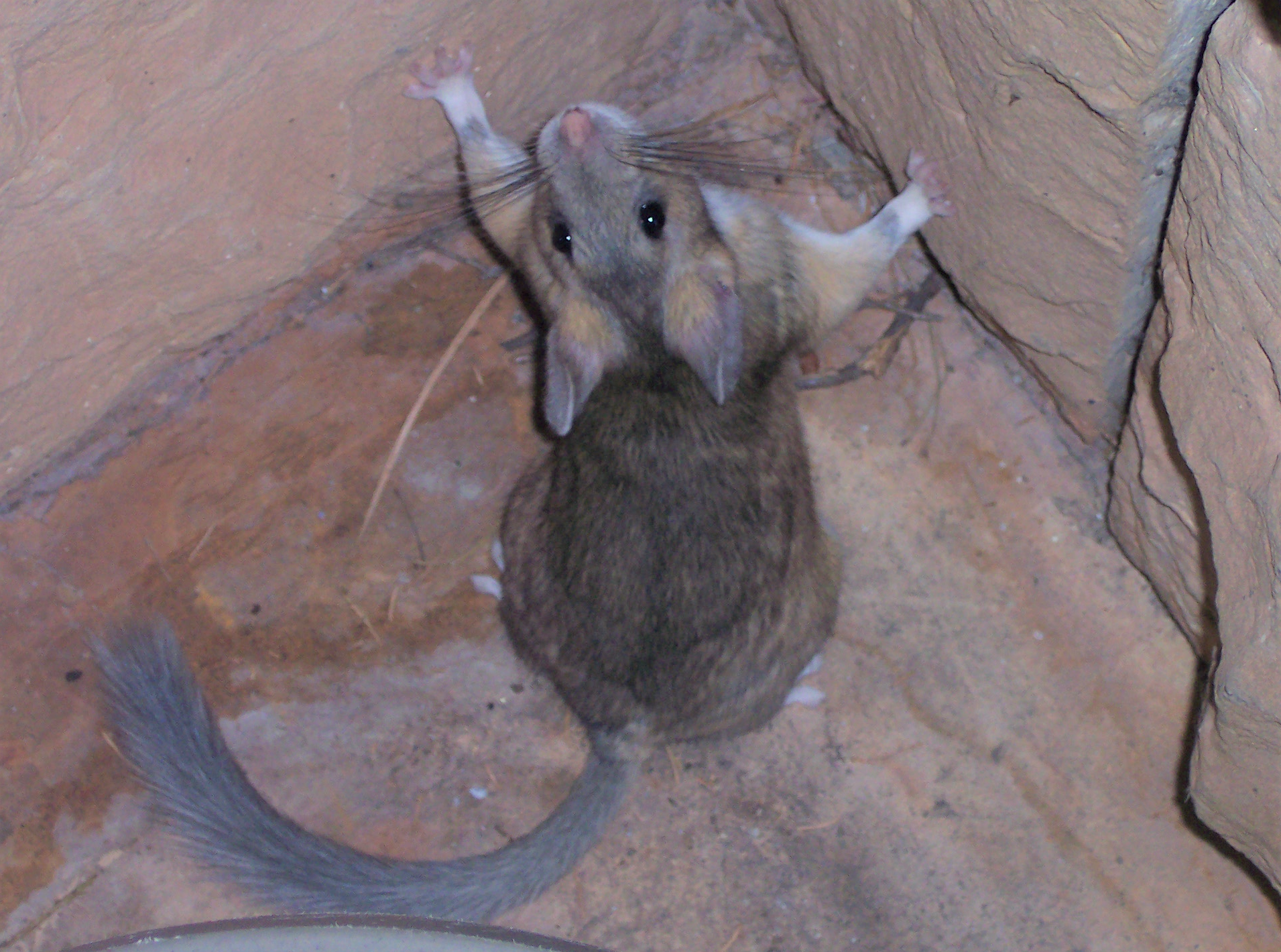 midden_figure_2_rat Photo of a bushy-tailed woodrat