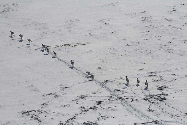 Aerial view of caribou walking across snowy tundra.