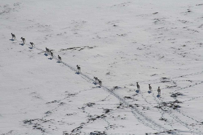 migration_web Aerial view of caribou walking across snowy tundra.