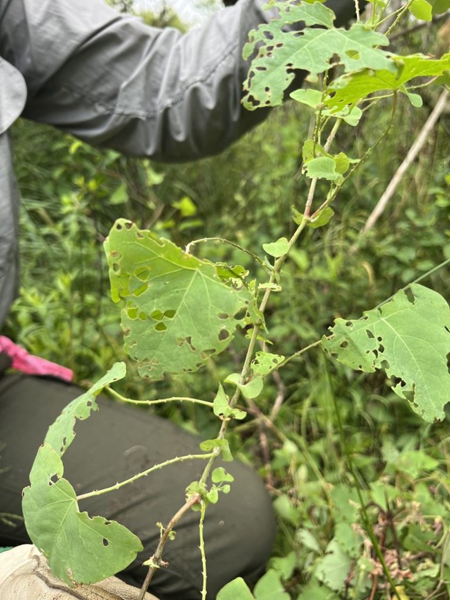 mile-a-minute-768x1024 mile-a-minute weed, a triangular green leafy plant.