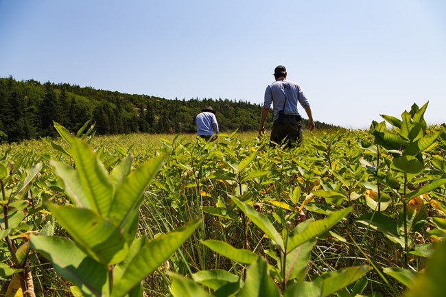 two biologists in a field of milkweed