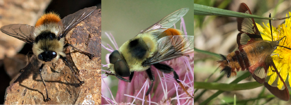 mimics three insects that appear similar to bees in coloring and size