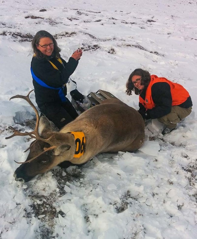Two women wildlife biologists are tending to a caribu that is lying on snow in a clearing.