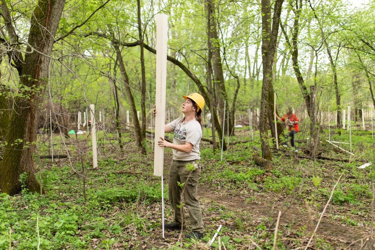 Restoration a person in a hardhat lift a plastic cover over newly planted vegetation in a forest