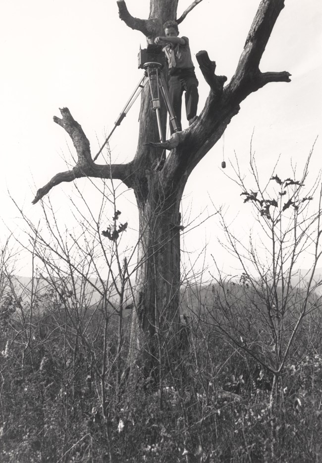 Lester Moe and his camera in a tree Lester Moe with a camera and tripod in a tree