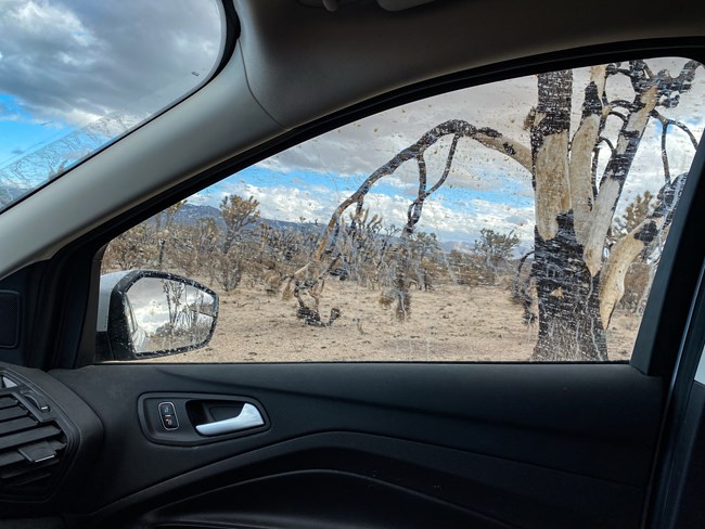 jtree hazards burned joshua trees outside of a car window